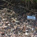 OTRA2013_2217 (July 22, 2013)